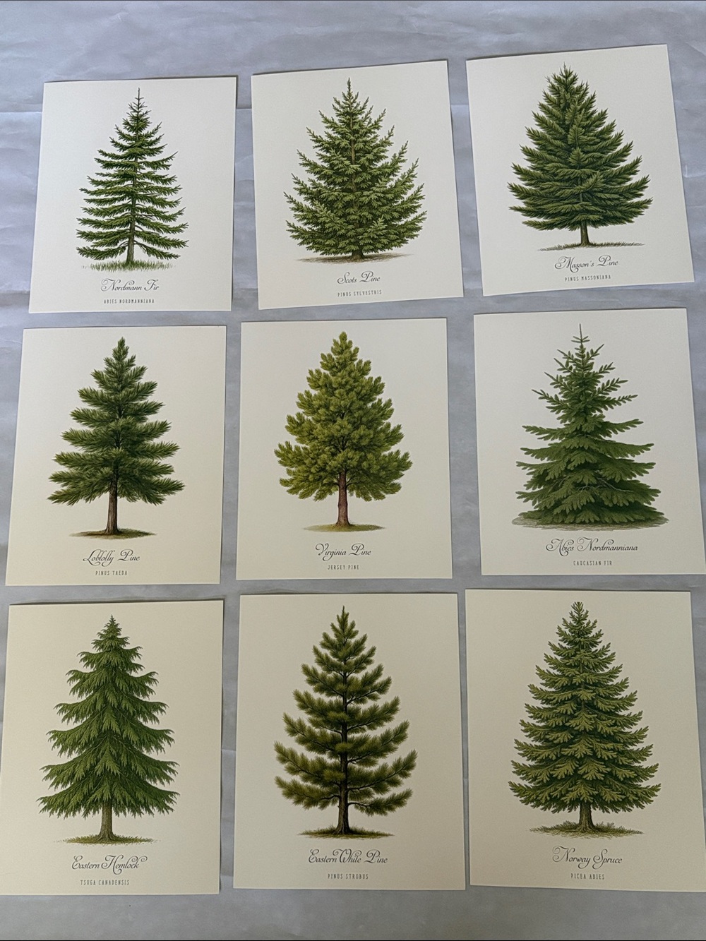 Set of 9 Botanical Pine Tree Art Prints 8x10 Vintage look cottagecore